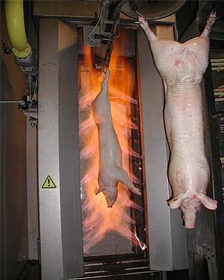 燎毛機